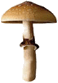 gomba