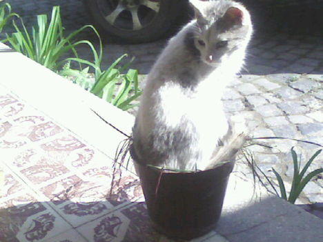 Marcang szereti a fura helyeket!
