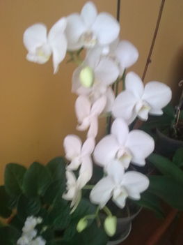 orchideavirágzás2010 002