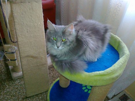 Sziszi
