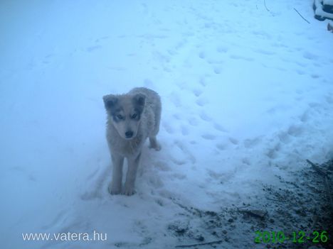 husky kölyök