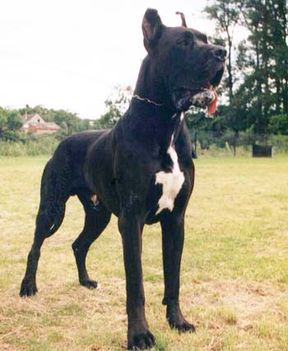 német dog