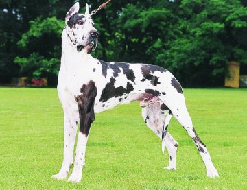  német dog 1