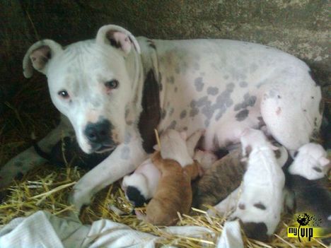 STAFFORDSHIRE TERRIER