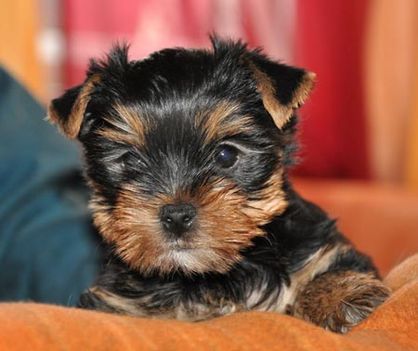 yorkshire terrier
