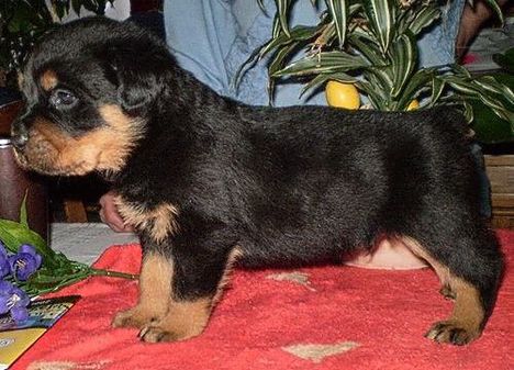 Brutus