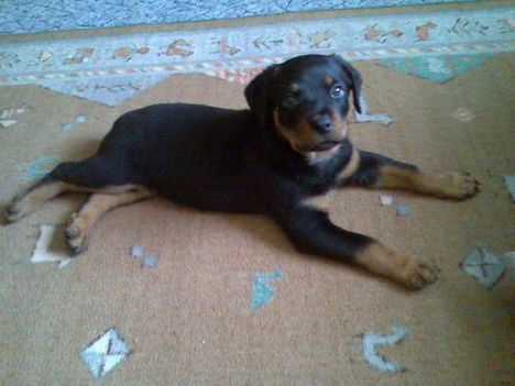 Brutus