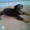 Brutus