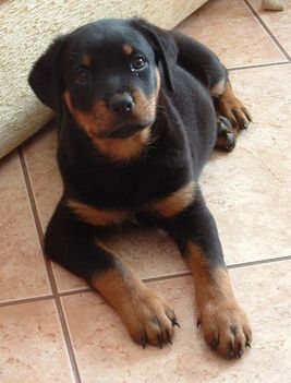 Brutus