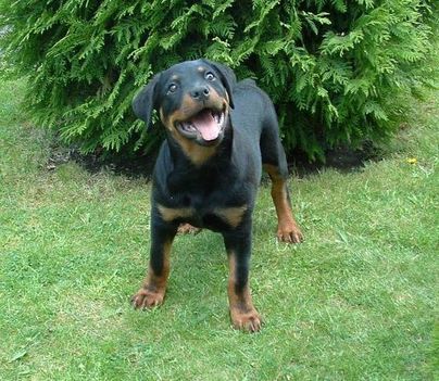 Brutus