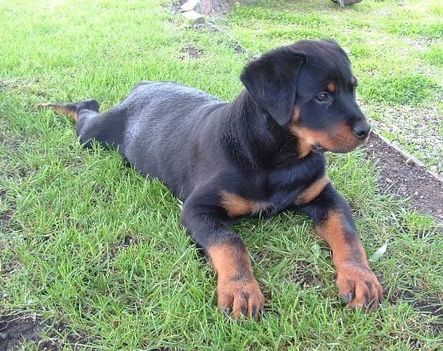 Brutus