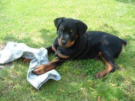 Brutus