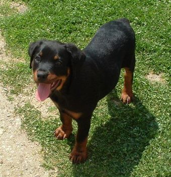 Brutus