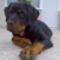 Brutus