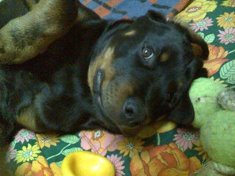 Brutus