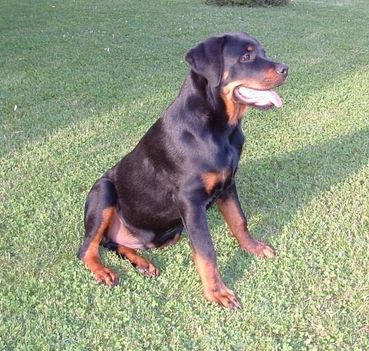Brutus