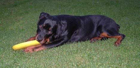 Brutus