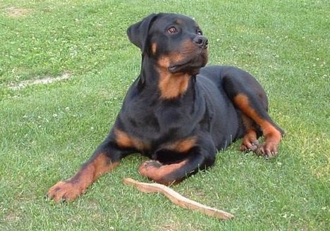 Brutus