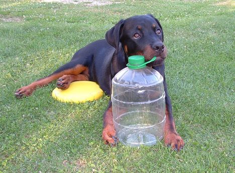 Brutus