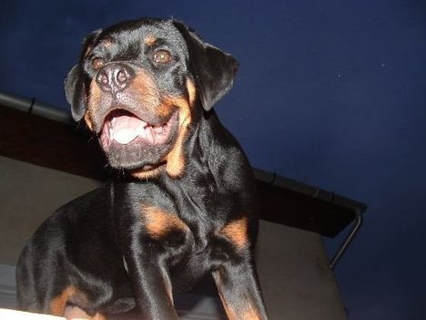 Brutus