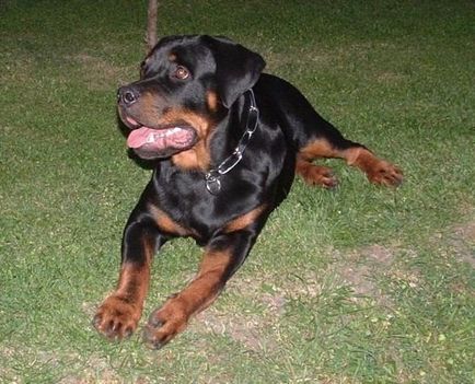 Brutus