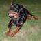 Brutus