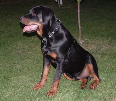 Brutus