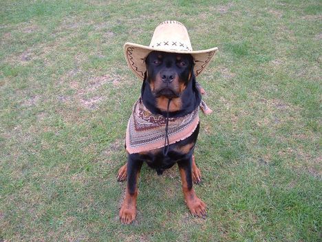Brutus