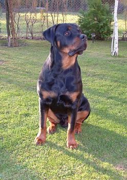 Brutus