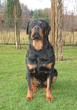 Brutus