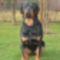 Brutus