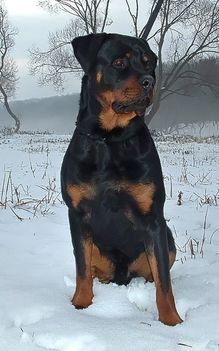 Brutus