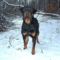 Brutus