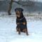 Brutus