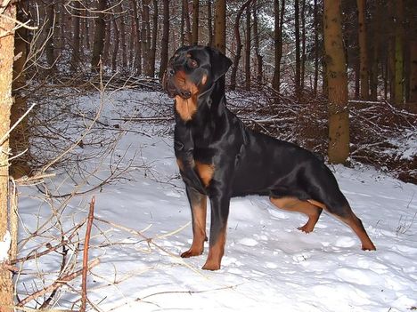Brutus