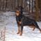 Brutus