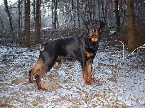 Brutus