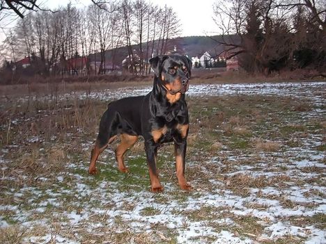 Brutus