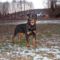 Brutus
