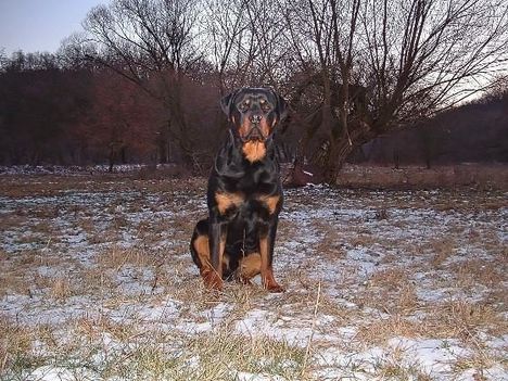 Brutus