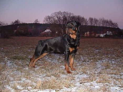 Brutus