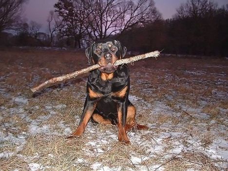 Brutus