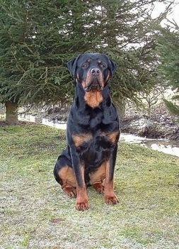 Brutus