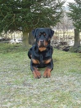 Brutus