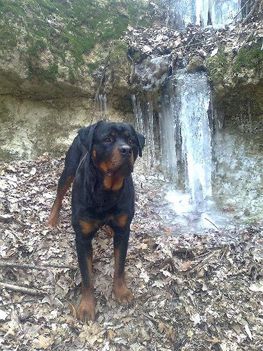 Brutus