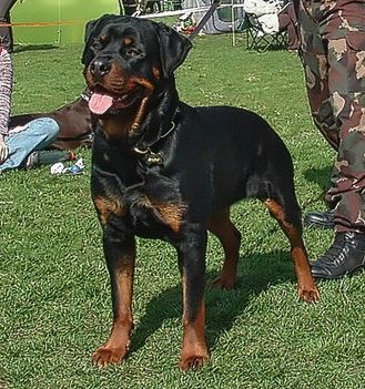 Brutus