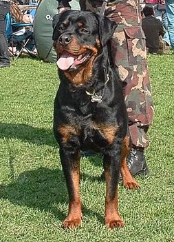 Brutus