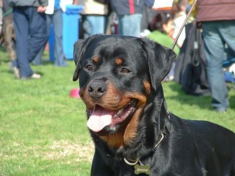 Brutus