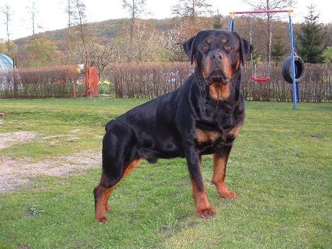 Brutus