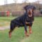 Brutus